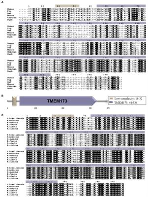 Bat STING drives IFN-beta production in anti-RNA virus innate immune response